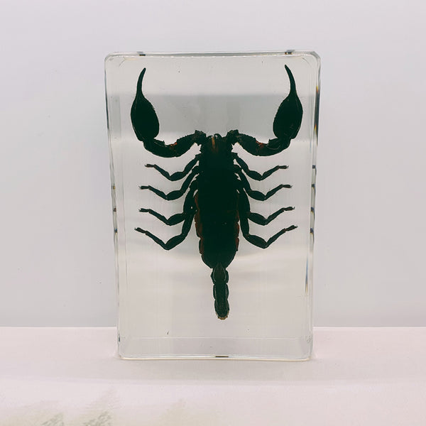 Black Scorpion Embedded in Resin 130mm