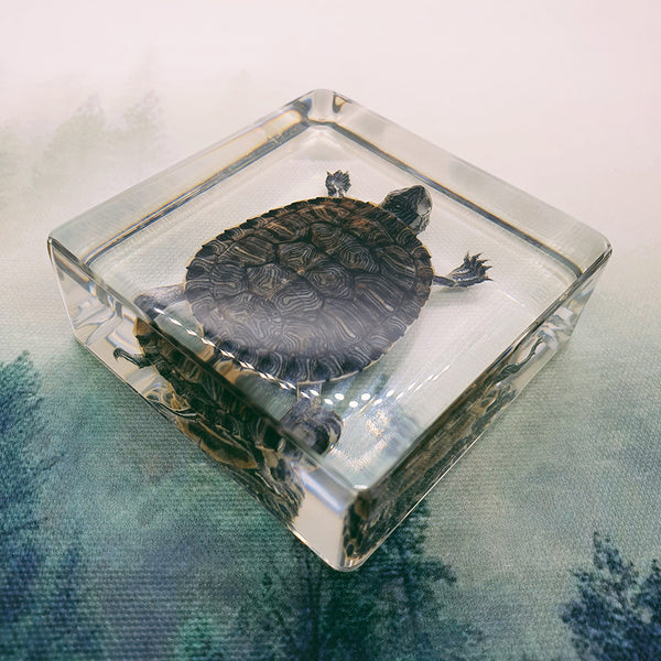 Turtle Specimen Embedded in 75mm Square Resin Block