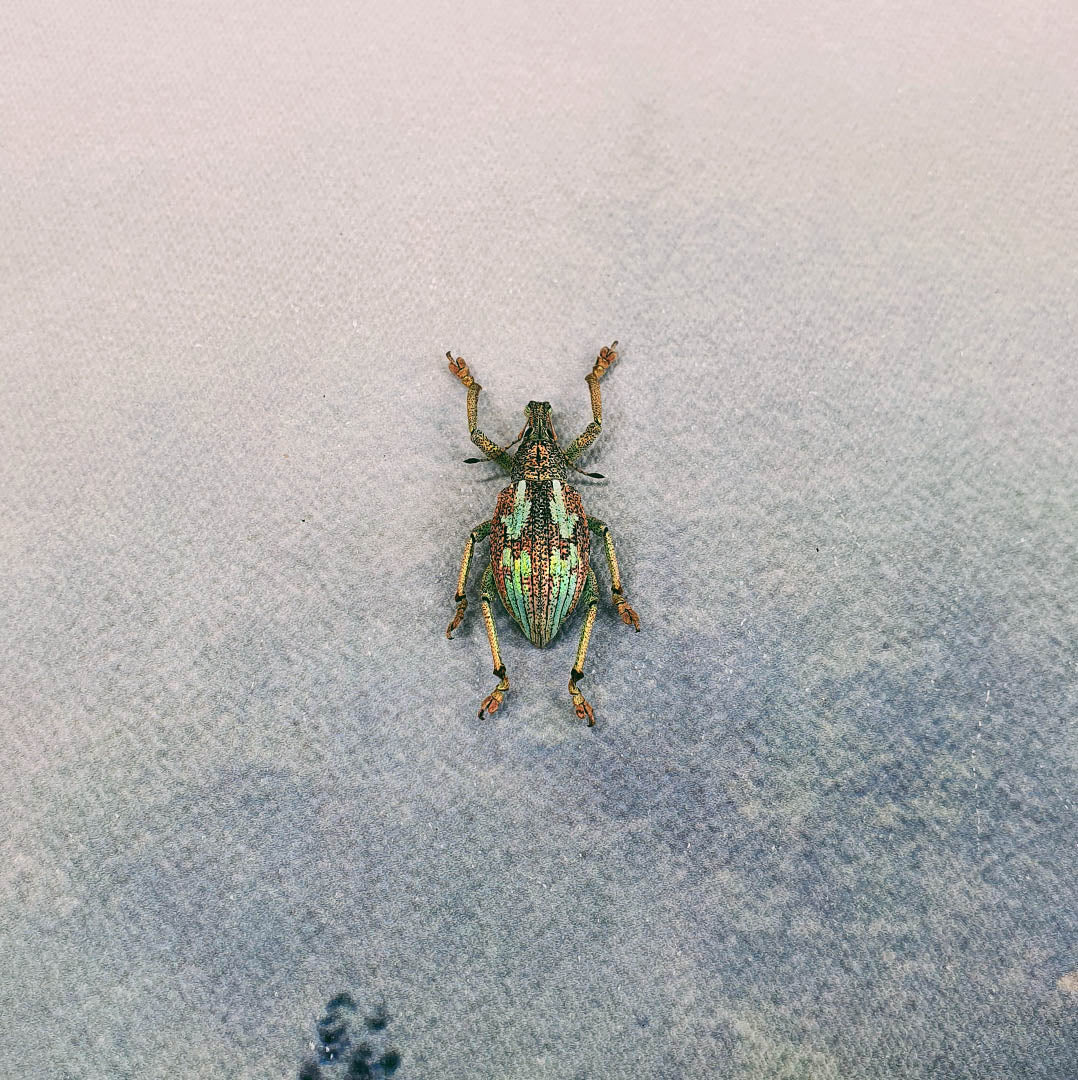 Dehydrated Insect Specimens