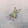 Turquoise Weevil Beetle (Rhinoscapha Dohrni) Dehydrated Specimen
