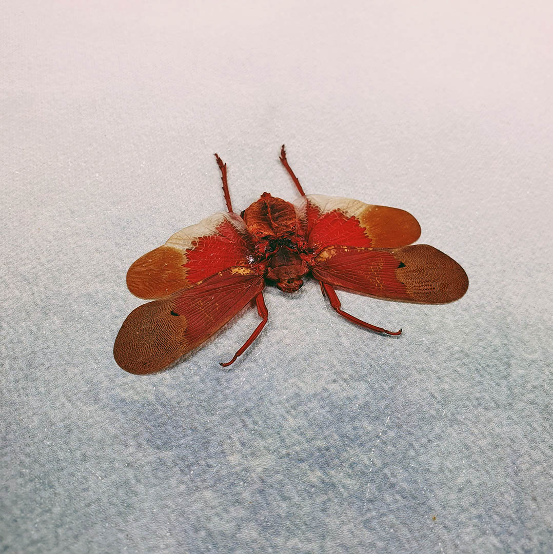 Dessicated Insects Dehydrated Insect Specimens