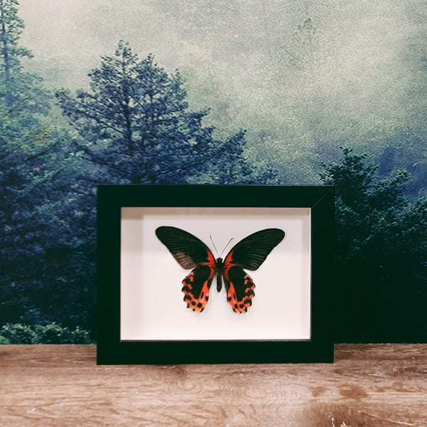 Papilio Rumanzovia Scarlet Mormon Butterfly In Frame