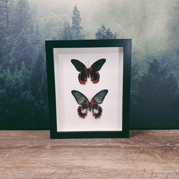 Papilio Rumanzovia Scarlet Mormon Butterfly Pair in Frame