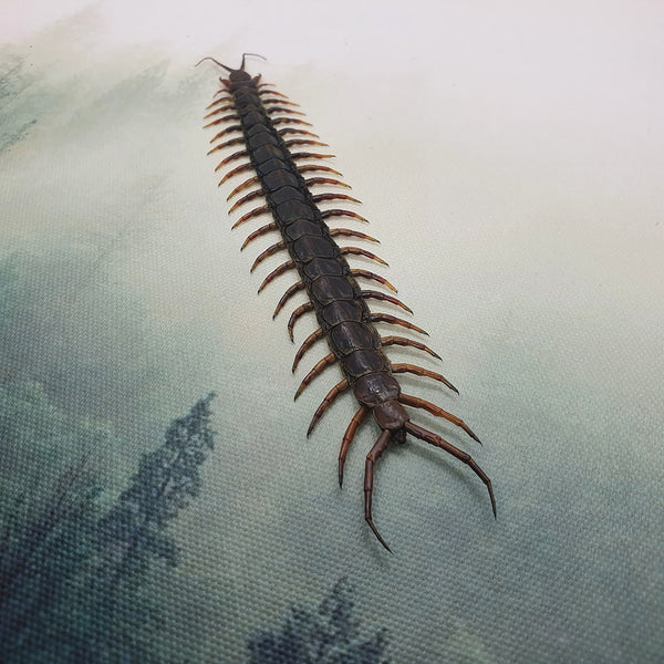 Tanzanian Blue Ringleg Centipede (Scolopendra Morsitans) Dehydrated Specimen