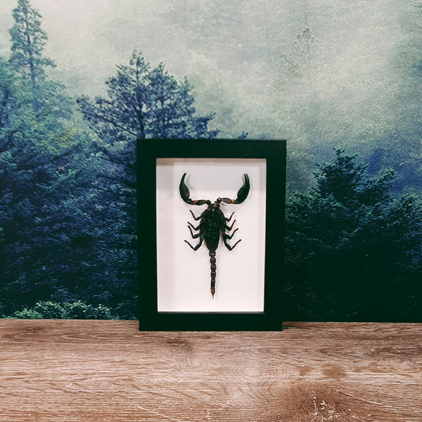 Heterometrus Spinifer Giant Forest Scorpion in Frame