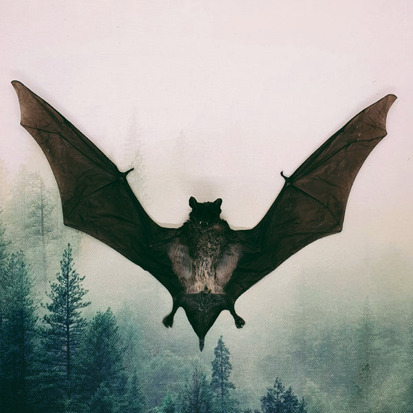Javan Mastiff Bat (Otomops Formosus) - Spread