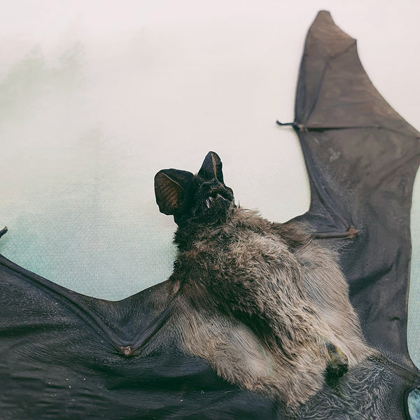 Javan Mastiff Bat (Otomops Formosus) - Spread