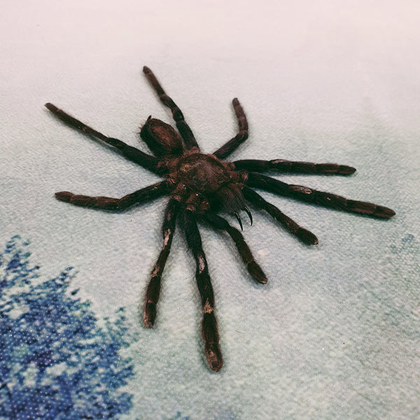 Yellow Kneed Tarantula (Selenocosmia Javanensis) Spread Leg Dehydrated Specimen