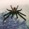 Yellow Kneed Tarantula (Selenocosmia Javanensis) Spread Leg Dehydrated Specimen