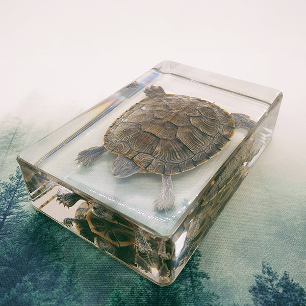 Turtle Embedded in Resin 130mm