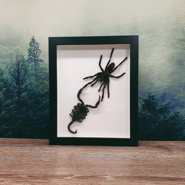 Tarantula vs. Scorpion Frame