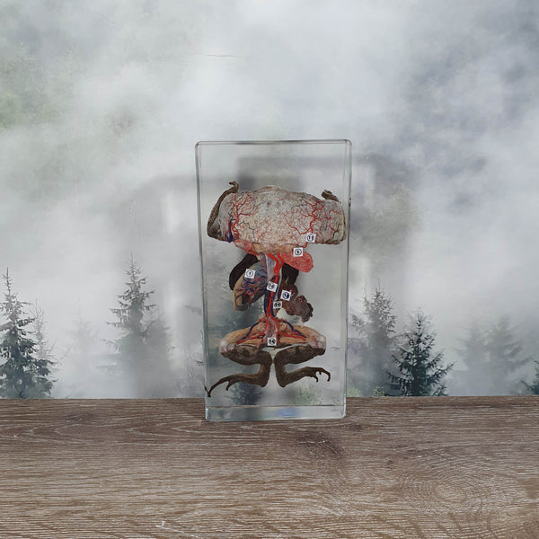 Toad Dissection in Resin
