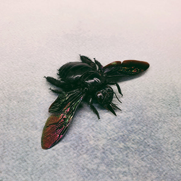 Tropical Carpenter Bee (Xylocopa Latipes) Dehydrated Specimen