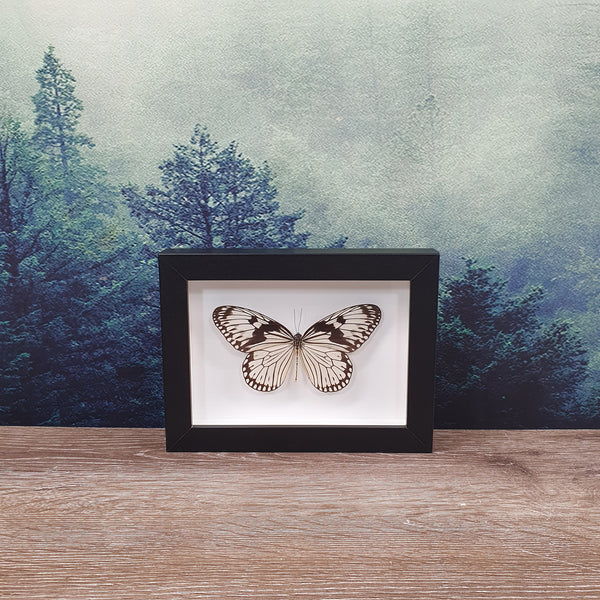 Idea Lueconoe Wood Nymph Butterfly In Frame