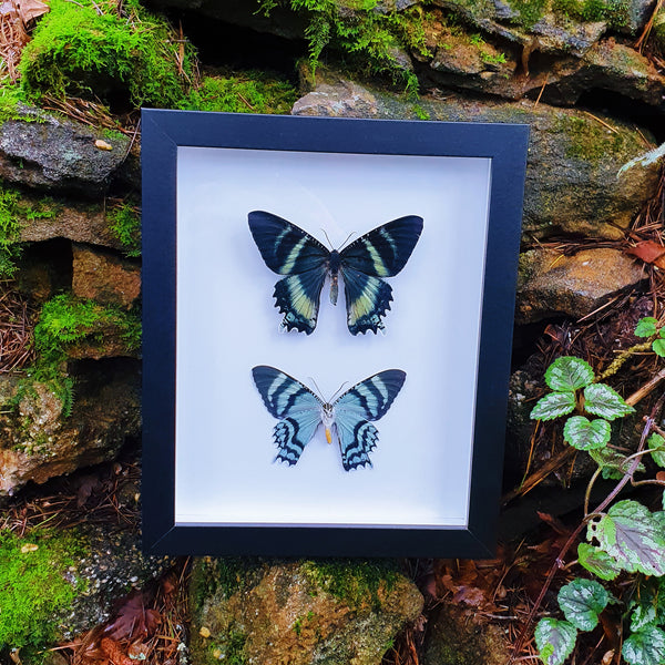 Moth In Frame Butterfly & Moth Frames